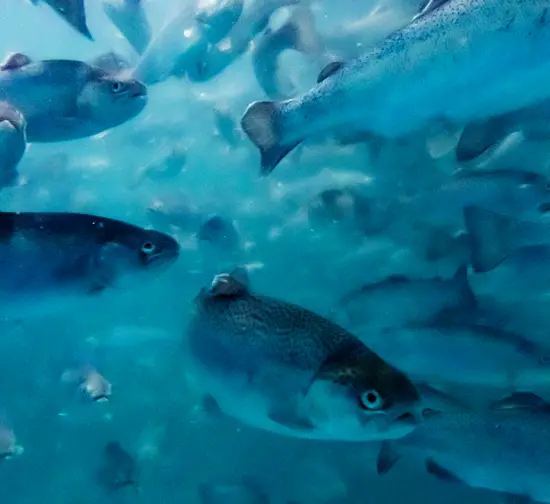 天然水サーモン 国産循環式陸上養殖サーモン